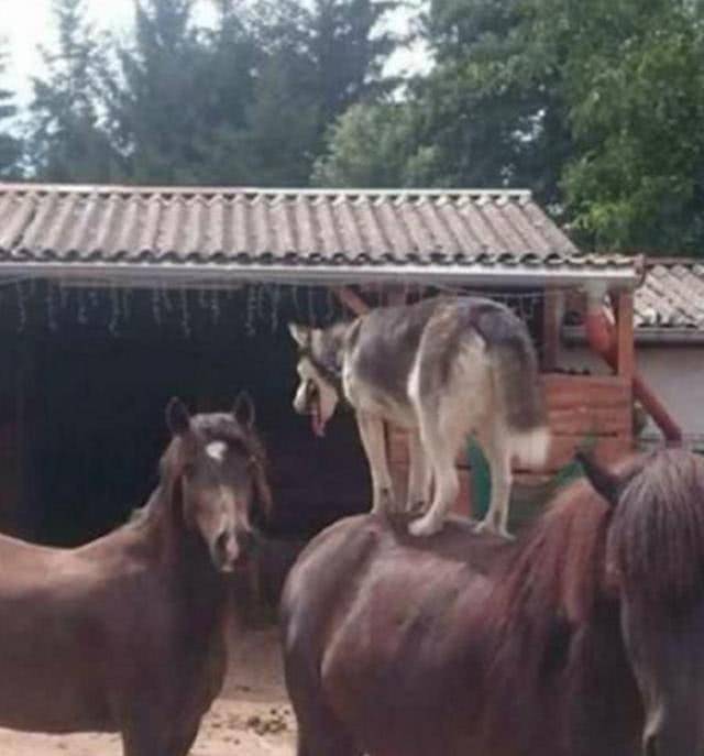 主人帶二哈去馬場玩，二哈趁主人不在意跳上馬背，主人都懵了 萌趣萌寵 第1张