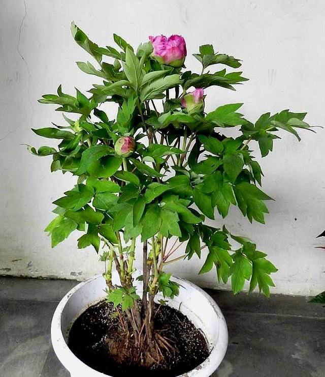 提醒 春天不要手闲买牡丹花 可能会三年不开花 花友 新闻时间