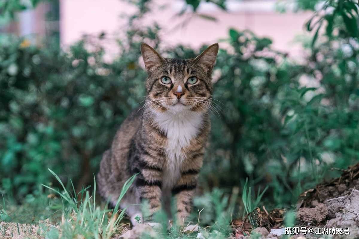 养一只狸花猫 是什么样的体验呢 有吧新闻 养一只狸花猫 是什么样的体验呢 有吧新闻