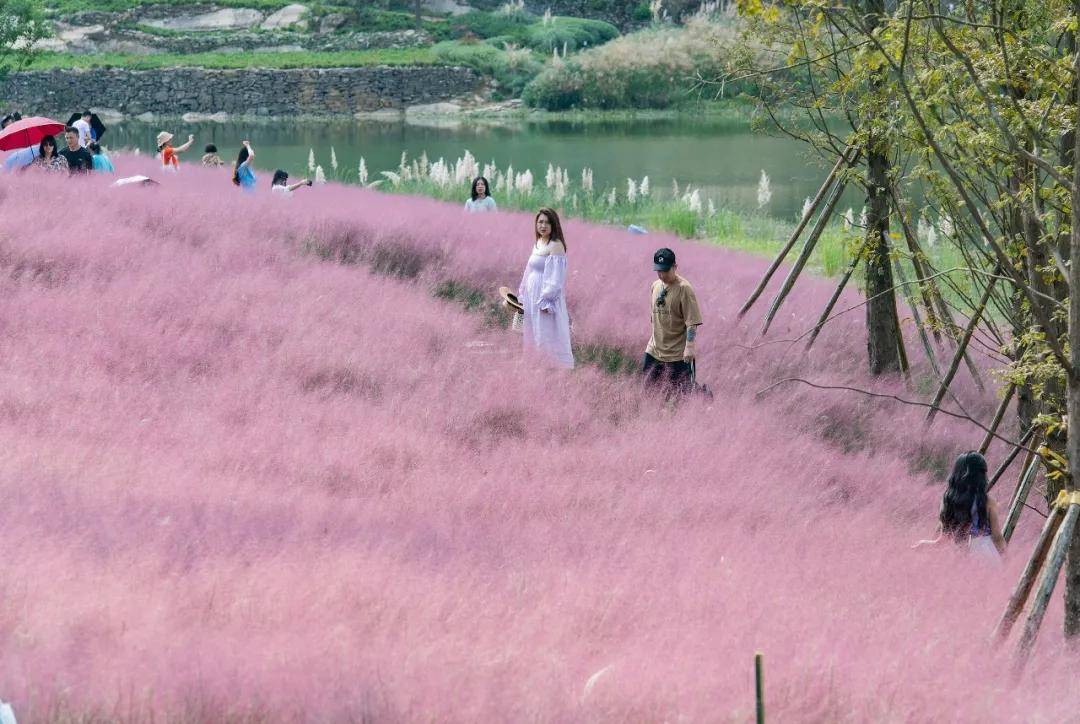 三河村|沙坪坝宝藏打卡地！不仅只有粉红花海，还有诗有景有远方......