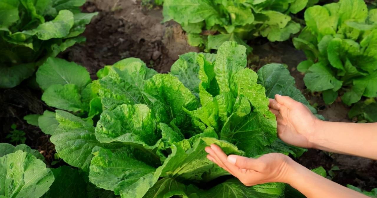 秋白菜病虫害防治抓 三期 粉剂