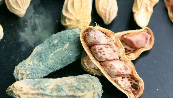 哪些坚果不容易发霉变质 42d44306421a441aba0a69af69c7885c.jpeg