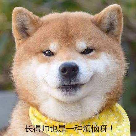 天鵝乖巧跟在主人身旁散步，走路嘚瑟引圍觀，鵝帥特煩惱 萌趣萌寵 第4张