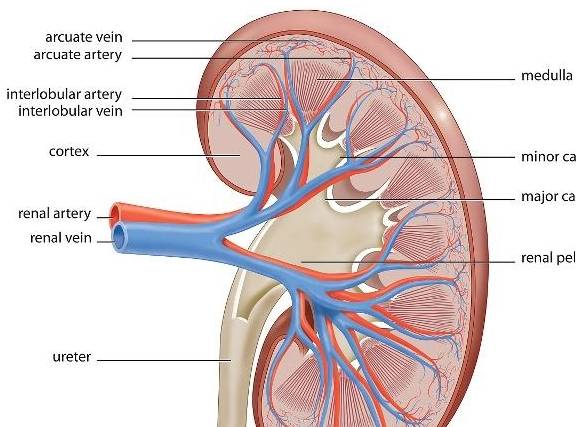 肾脏|肾衰竭的“出现”，许是在“提醒”你，这3个“方面”要多留心！