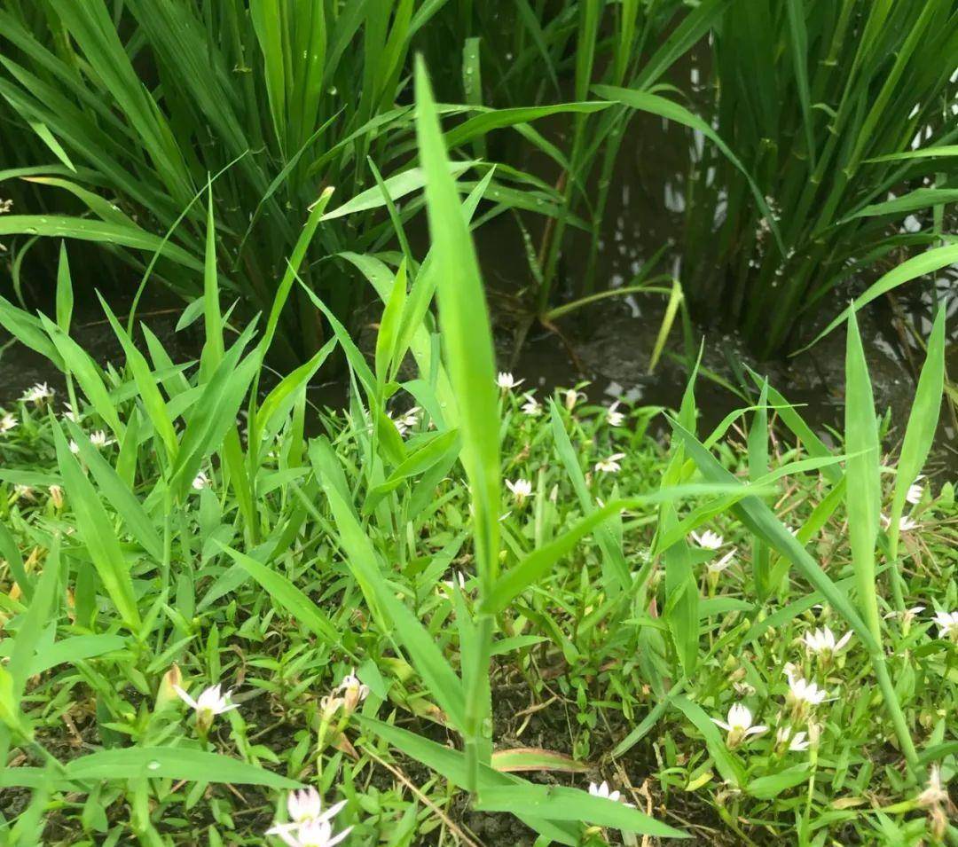 一种田间地头常见的野草学会使用11种功效受用终身