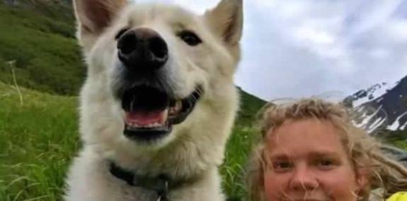 哈士奇六年中从雪山上救助多人 拯救走失登山客 被任命为州警 妹子 全网搜