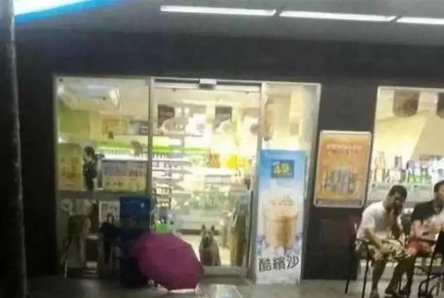 狗狗社交能力滿點，串門總是帶上熱狗回家，怪不得身材橫著長 萌趣萌寵 第4张