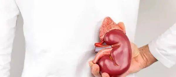 肾脏|晨起有4个表现,是肾在求救!5类人尤其要注意,别等肾衰竭才后悔