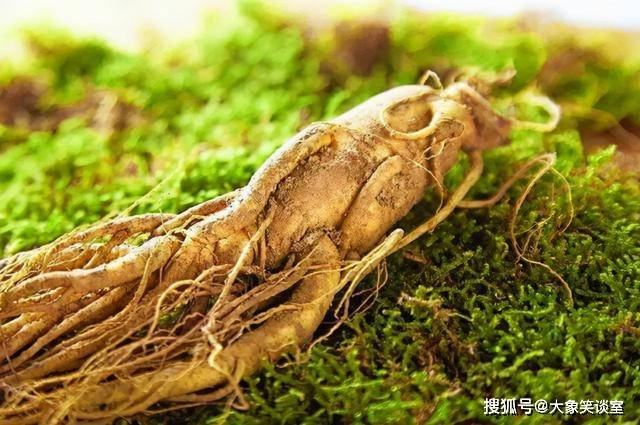 人参|清朝官员不许吃早饭,只得往嘴里放一片人参,这究竟是为了什么