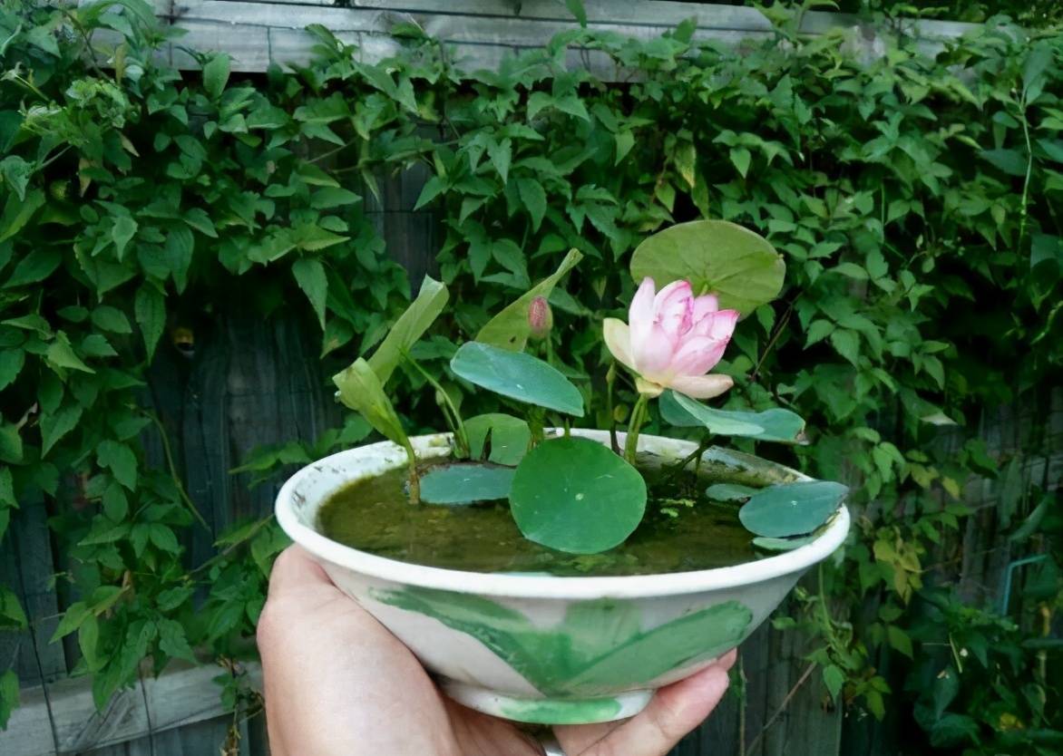 家里可以种葱莲吗？利于风水吗？