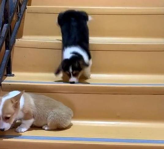 倒好柯基嫌小伙伴太慢,一脚踹下楼梯,本以为它是王者,结局哭笑不得