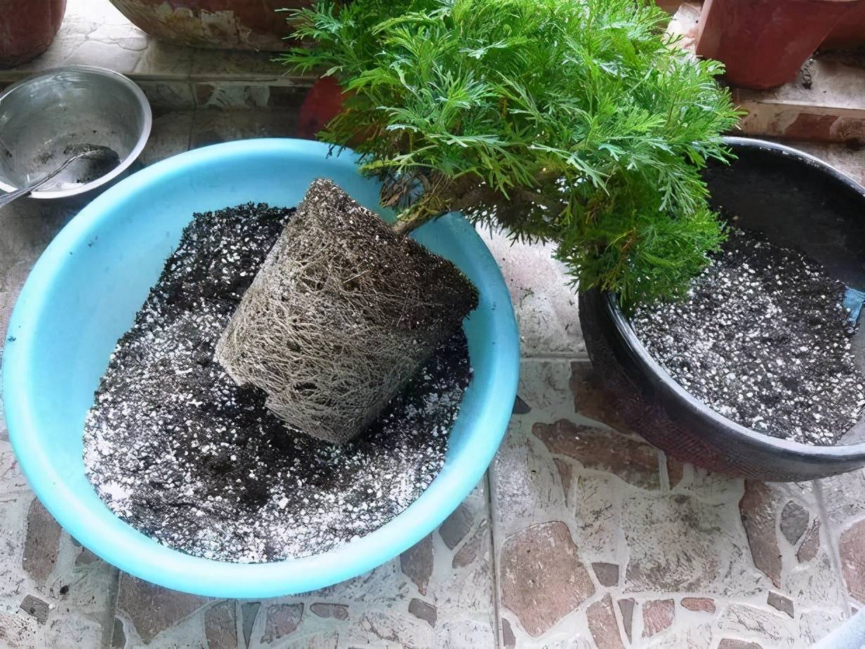 什么叫毛霉菌 3f0723d4bb844e45a74568ca3569c419.jpeg