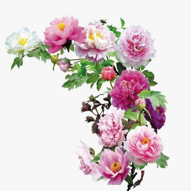 什么季节种植牡丹最好 9cdb4b45d6fb4b84946a8d217a689d2d.jpeg