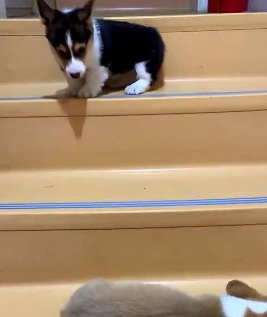 倒好柯基嫌小伙伴太慢,一脚踹下楼梯,本以为它是王者,结局哭笑不得