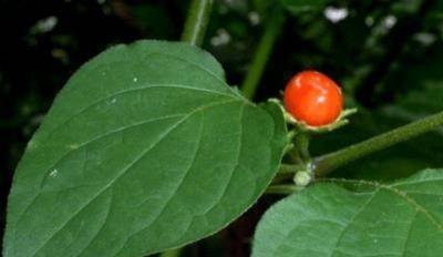 红丝线,见过吗?学会使用,5大功效,受益终生!值得了解!