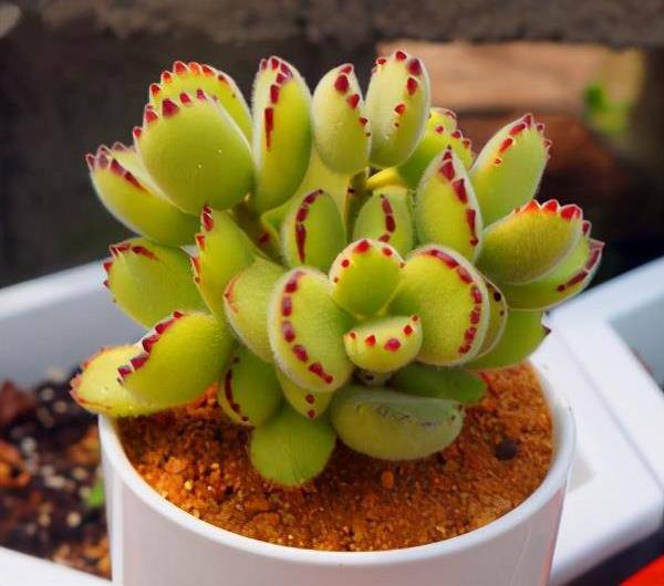 新手养多肉熊童子 忌做 一动作 否则一碰就掉叶 只能收空盆 叶片 新闻时间