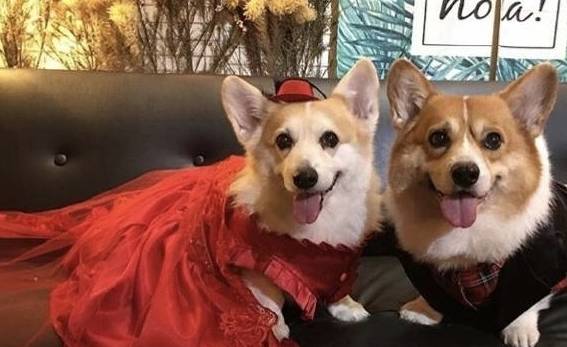 第三者柯基夫妻举行婚礼,场面唯美,度蜜月却出现第三者