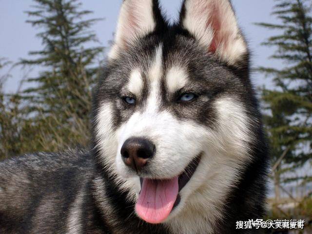 为什么哈士奇的眼睛是蓝色的 经过数据比对 和这种基因有关 研究 全网搜