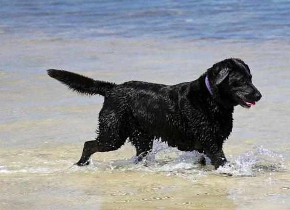 黑色|为什么都说养黑狗好,这5个好处不是人人都能体会到的!