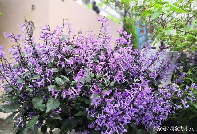 庭院里内种点 薰衣草 花期绽放一片紫色花海 浪漫整个春夏 土壤 全网搜