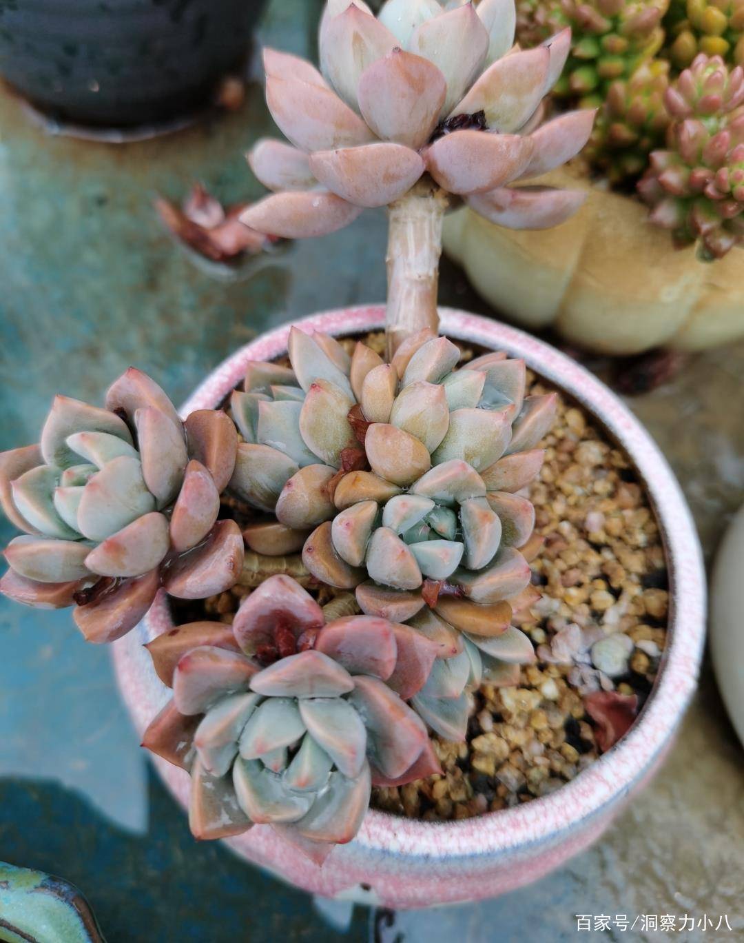 多肉一入夏就 摊大饼 勤做 三动作 梅雨季节也生机勃勃 叶片 新闻时间