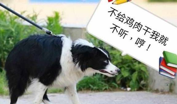 智商|边境牧羊犬虽聪明，但是训练，也要遵循这5个点！