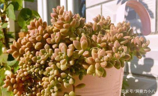 多肉怎么爆盆和换盆 ece02778d0e74cf88ffb80170fe7852f.jpeg