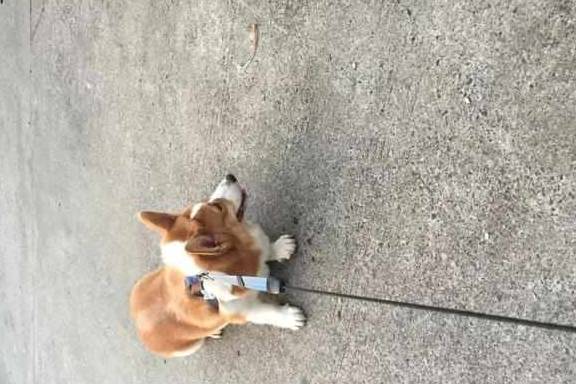 因为柯基沉迷拆家致敬二哈,铲屎官愁白头发,学会这三招让狗狗变乖巧