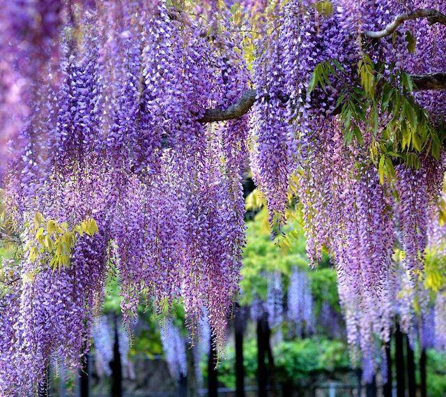 一棵紫藤，开成仙境，家里养一棵，能吃能喝能赏花