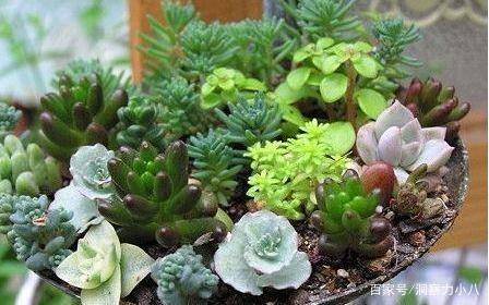 多肉有 三怕 避开不腐烂 蹭蹭冒芽不停歇 40 也生机勃勃 修剪 新闻时间