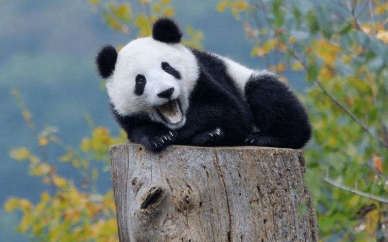 熊貓寶寶受了委屈，哭唧唧的找奶爸求安慰，心都被萌化了！ 萌趣萌寵 第3张