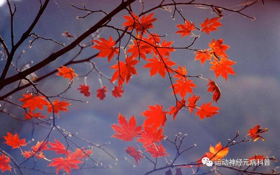 症状|渐冻症有什么典型表现?