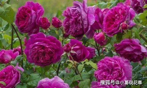2808d52b51044630ad7a527216ddaacc.jpeg