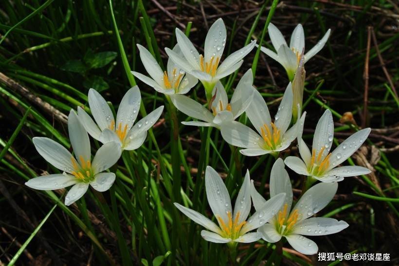 10月桃花弥漫 爱神降临 与真爱共度浪漫的四大星座 爱情 新闻时间