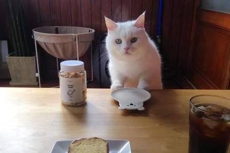 因为|别再给猫咪吃这些食物，它真的会生病，别让爱变成伤害！