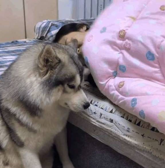 猫咪男子回家路上听到狗乱叫,以为有人偷狗,结果一看画面太尴尬!