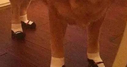 猫咪男子回家路上听到狗乱叫，以为有人偷狗，结果一看画面太尴尬！