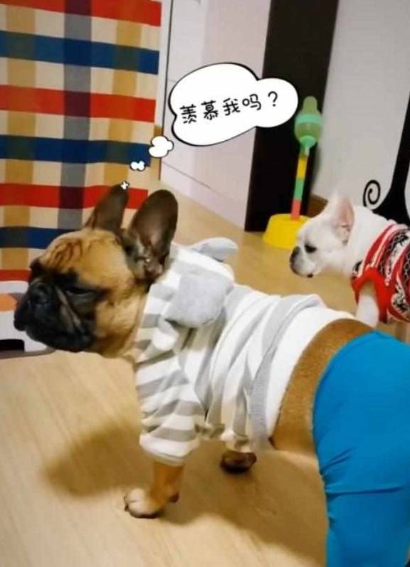 猫咪男子回家路上听到狗乱叫，以为有人偷狗，结果一看画面太尴尬！