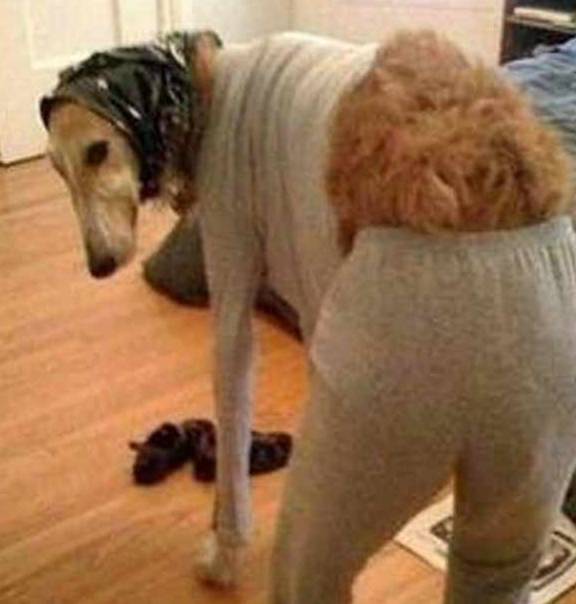 猫咪男子回家路上听到狗乱叫，以为有人偷狗，结果一看画面太尴尬！