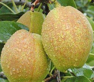 原创让人赞不绝口的新疆水果新鲜正当季错过了就可惜了