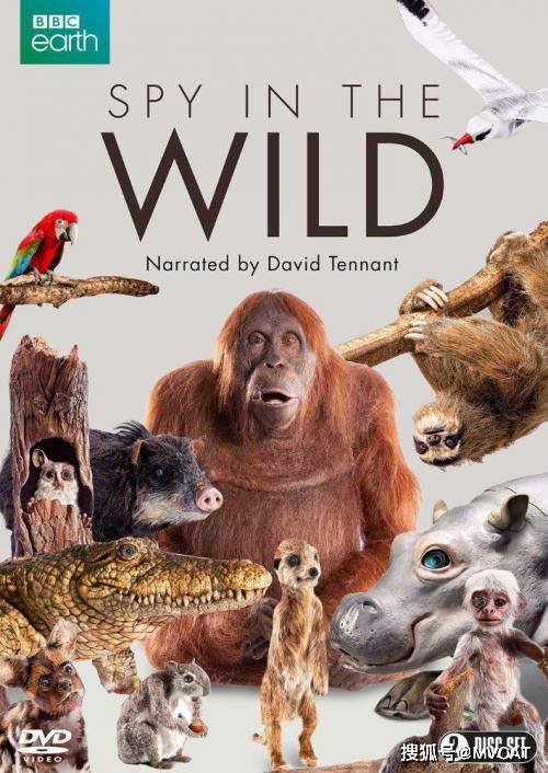 在哪里可以看动物世界的纪录片 f9c44829e15b430eacceb3b10ba43e80.jpeg