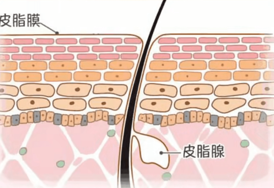 屏障面部爆皮？唇部干裂？皮肤起屑？拒绝成为“干妹妹”的全方位教程来啦~