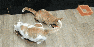 什么笑尿！网红加菲猫模样霸气又潦草，面包脸走出了十级飓风的样子？