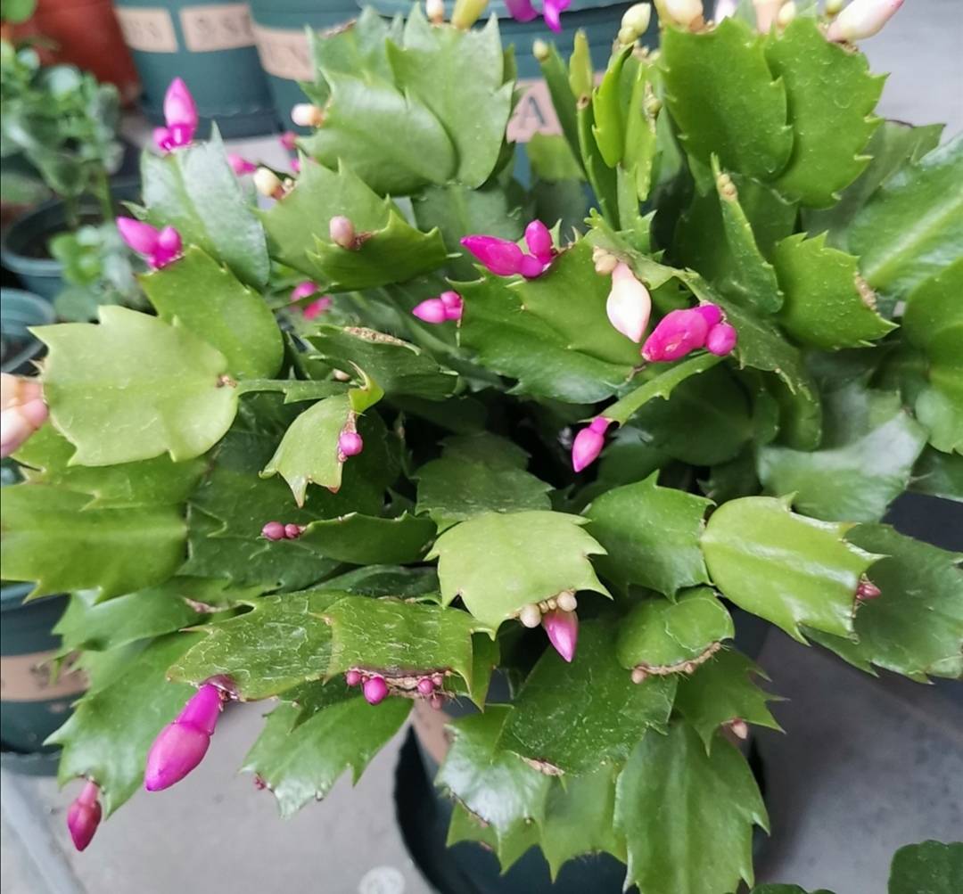 原创家里养的长寿花蟹爪兰10月做好3件事让它尽快孕育花苞