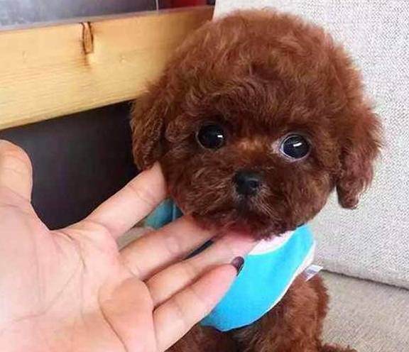 智商|泰迪对你有以下的表现，说明它根本不把你放在眼里！