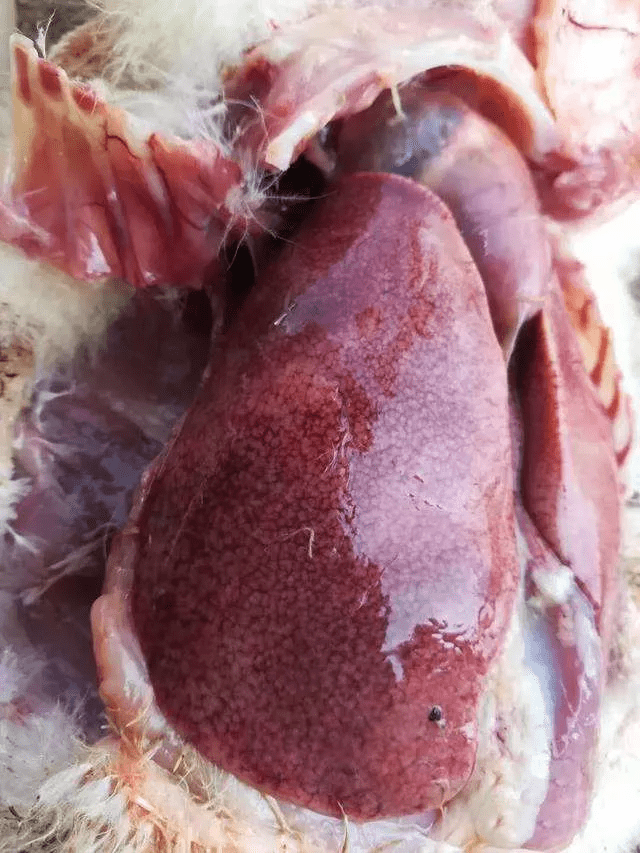 肉鸭霉菌性脾坏死花肝肿大出血有白点如何控制伤亡