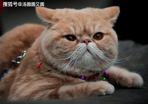 662c9a736abf4a45b8b221704865c0b6.png