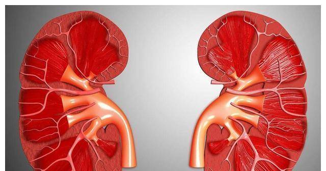 症状|肾不好的人,身体上会出现什么信号?肾不好的人不能吃什么