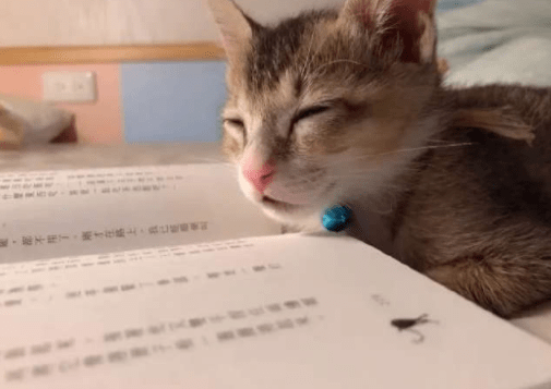 搞笑GIF趣圖：千萬不要輕信損友的話，不然後果就是被坑 搞笑整蠱 第8张