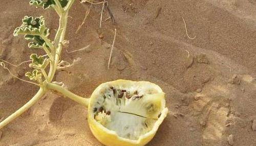 沙漠里长的西瓜，为何驴友宁愿渴死也不吃？当地人：吃了会有麻烦